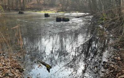 Wanderung am Feuchtbiotop des OWK in der Wächtersbach